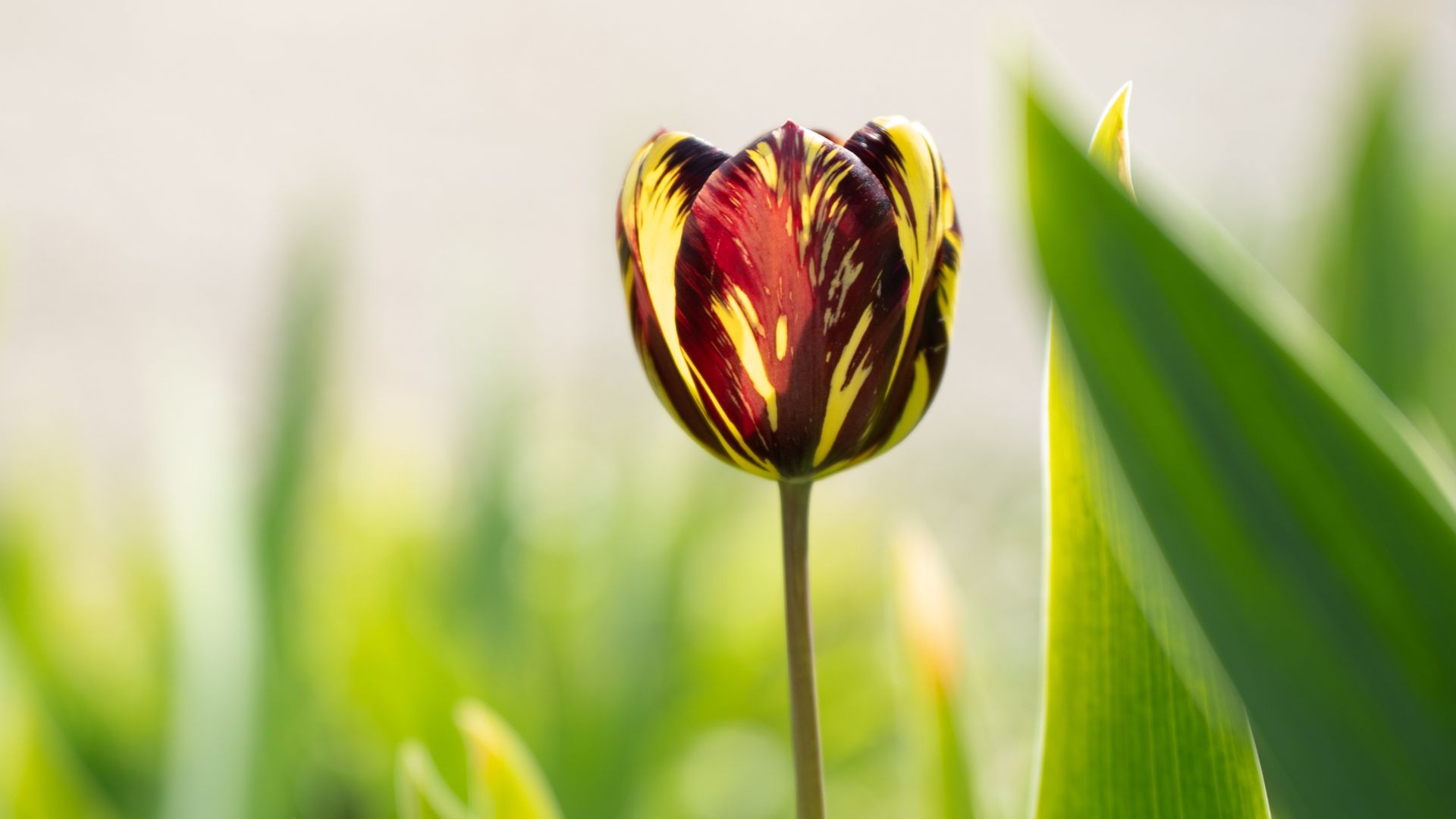La crise des tulipes en Hollande : naissance d’une bulle spéculative et leçons fondatrices pour la finance
